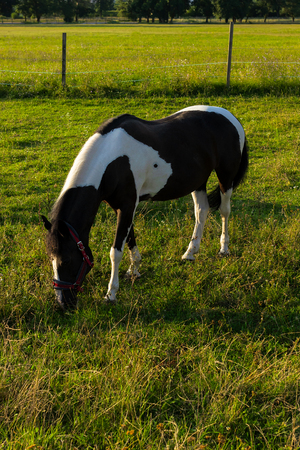 Black and white horse standing in the grass field eating grassの写真素材