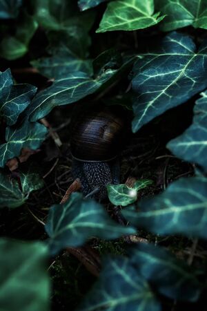 Land snail with shell on the ground under the green ivy leavesの写真素材