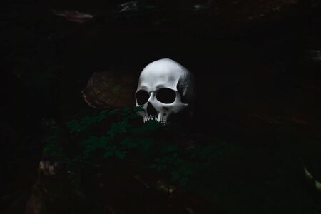 White human skull in a dark forest nook, spooky and mysterious, Halloween conceptの写真素材