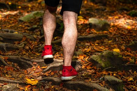 Male legs on a forest hiking trail covered in autumn leaves, going up, back viewの写真素材