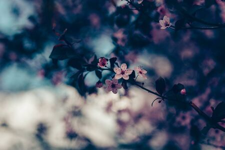 Beautiful pink blossoms on a tree branch with blue sky in the background, dark and moodyの写真素材