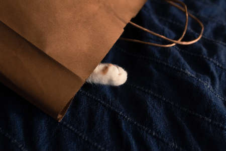 Cute cat paw peaking from brown paper bag for shopping on blue bed coverの写真素材