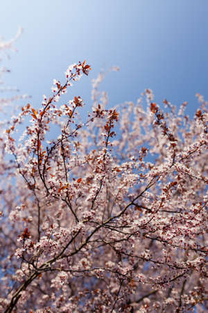 Pastel pink cherry blossom branches and buds with light blue sky in background