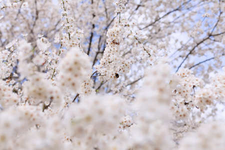 Beautiful lushes white cherry blossoms with blue sky in background