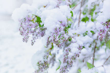 Lilac flowers under the heavy spring snowの写真素材