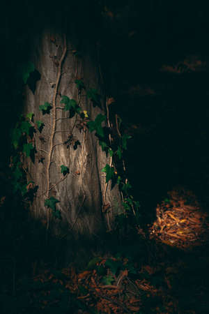 Tree trunk with some ivy leaves in dark forest with small patches of light, spooky Halloween seasonの写真素材