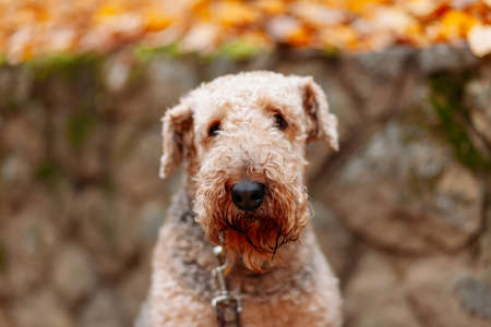 Airedale Terrier dog sitting in front of stone wall and autumn leaves, looking at the cameraの写真素材