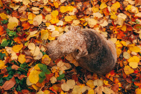 Airedale Terrier dog sitting in colorful autumn leaves, view from above, top angleの写真素材