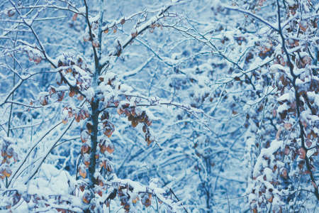 Snow covered forest trees and bushes, winter landscape in mountains, with few fall leavesの写真素材