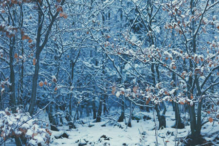 Snow covered forest grove, trees and bushes, winter landscape in mountains, with few fall leavesの写真素材