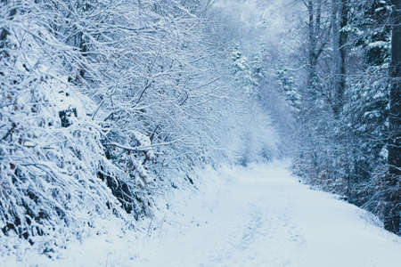 Forest pathway covered in snow, high in mountains, surrounded with winter forest