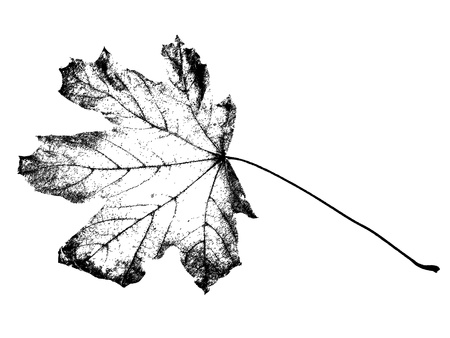 grunge leaf