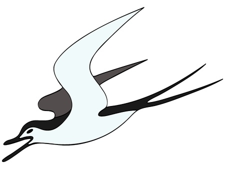 seagullのイラスト素材