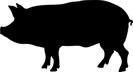 contour of pig vector illustrationのイラスト素材