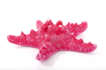 seashellの写真素材