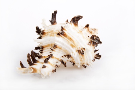 seashell