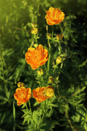 Globe flowers in the meadow for natural background