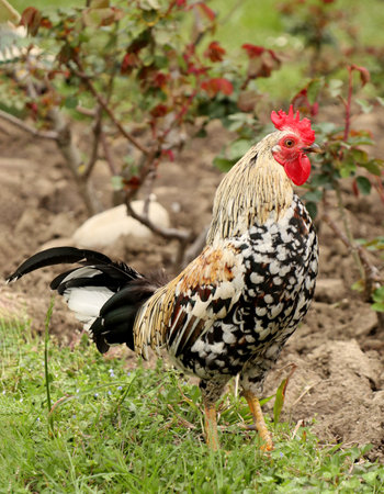 Colorful rooster in the farm on fresh air and natural food