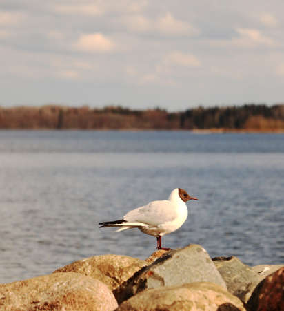 Lonely seagull on a rock feels free and confidentの写真素材