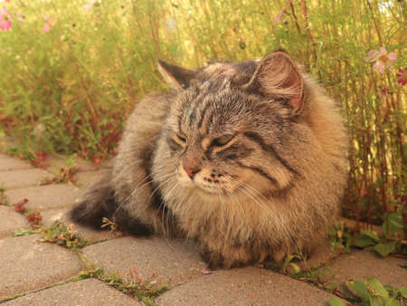 Siberian cat in the garden. The cat is lying on the ground.
