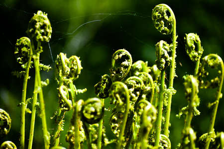Young sprouts of a fern close-up.