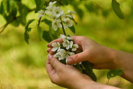 Female hands hold a branch of a blossoming apple tree.