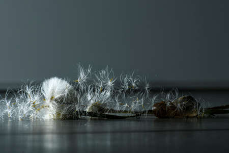 White fluffy dandelion seeds on a gray background. Space for text.の写真素材