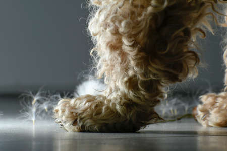 Shaggy dog ââpaw in the foreground. In the background are dandelion seeds. Shaggy red hair of a dog.の写真素材