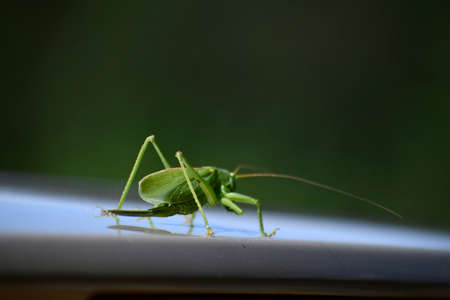 Green grasshopper close up. Grasshopper tetigonia green. Side view. Long legs.