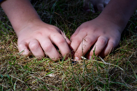 Children's hands in the grass. Poking around in the grass looking for a beetle. Tanned skin.の写真素材