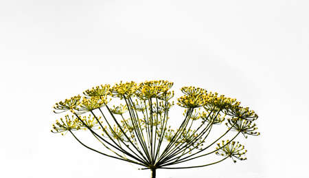 Dill umbrella on a white background. Many peduncles with small green flowers. Blooming seasoning.