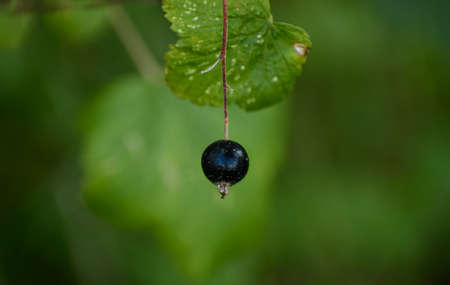 Black currant berry with a leaf. Blurred green background.の写真素材