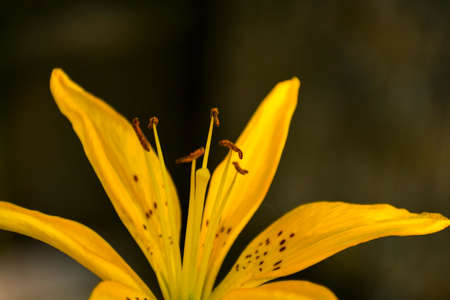 Close-up of a yellow tiger lily with narrow petals. The petals, stamens and pistil are illuminated by sunlight.の写真素材