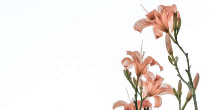 Lilies on a white background with unopened buds. Isolate.の写真素材