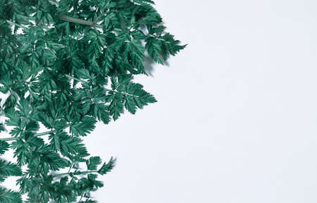 Dark green fluffy grass on a white background. Wallpaper. White background under the inscription.の写真素材