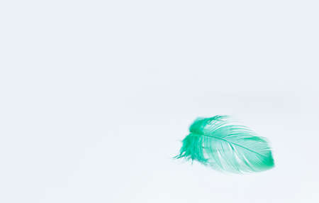 Fluffy little feather close-up. The green feather lies on a white background.の写真素材