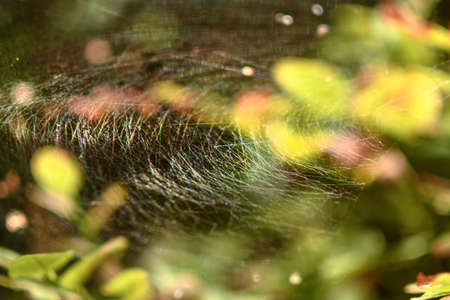 Forest web. The threads of the spider's web are illuminated by the sun's rays, shimmer with...