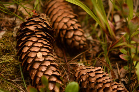 Fir cones in the forest. Three brown cones on green moss.の写真素材