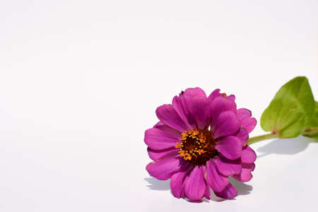 Gerbera flower. Large petals of bright purple color on a strong green trunk with rough petals. Flower with shadow on a white background. Close-up.の写真素材