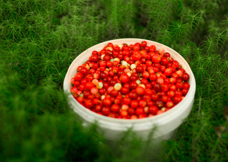 Ripe brustnik. Bucket with forest red berries. The little bucket is in green moss.