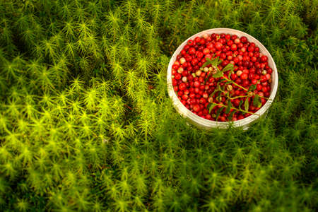 Ripe brustnik. Bucket with forest red berries. The little bucket is in green moss.の写真素材
