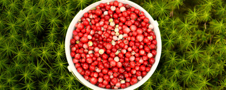 Ripe brustnik. Bucket with forest red berries. The little bucket is in green moss.