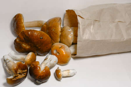 Autumn gifts of the forest. Porcini mushrooms that fell out of a paper bag. Edible mushrooms from...