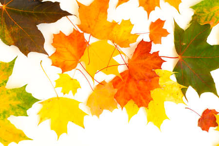 A scattering of multi-colored maple leaves on a white background. Yakriye green, yellow, red colors...