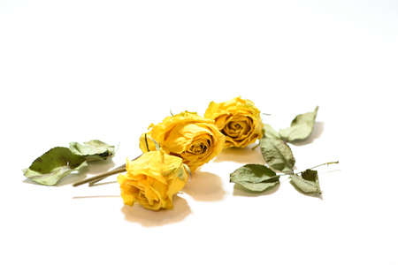 Dried yellow roses on a white background. Close-up.の写真素材