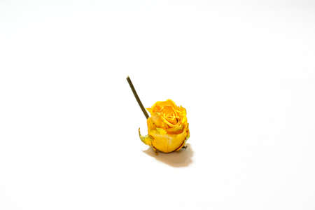 Dried yellow rose on a white background. The concept of love.の写真素材
