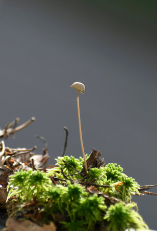 mushroom growing in the forest, close-up, macroの写真素材