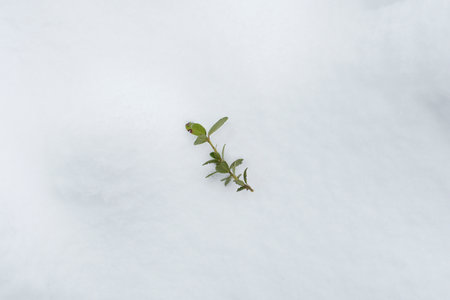 Little green plant growing in the snow. First spring sprout.の写真素材