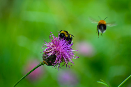 Bumblebee collecting nectar and pollen from purple flower in gardenの写真素材