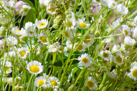 Beautiful daisies in the garden. Selective focus.の写真素材